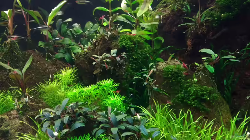 Aquarium Zweiblum´s Wunderland von zweiblum (7)