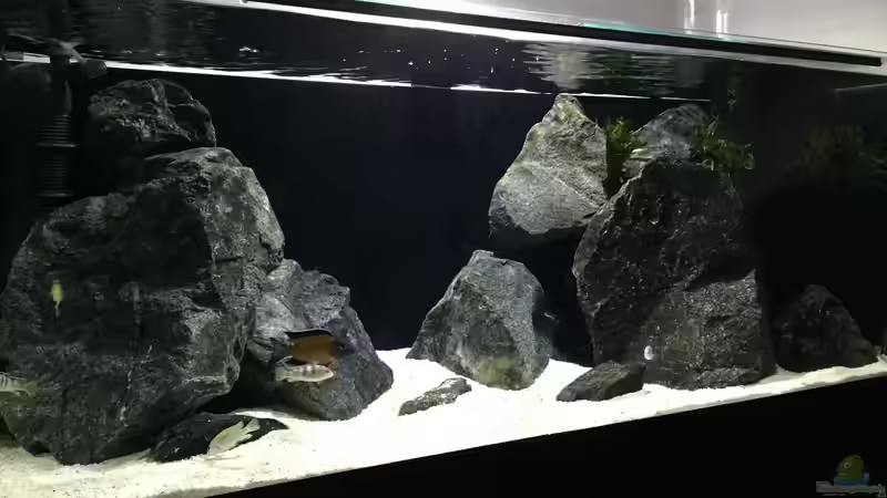 Aquarium Zweiter Versuch von Strohhut. (3)