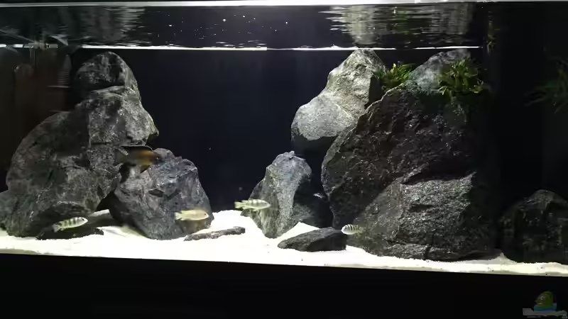 Aquarium Zweiter Versuch von Strohhut. (4)