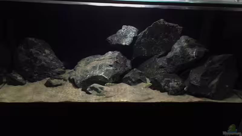 Aquarium Zweiter Versuch von Strohhut. (6)