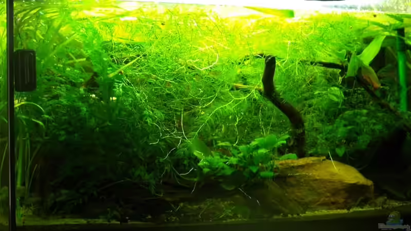 Aquarium Zwergkrallenfrösche &amp; Wirbellose von JR (2)