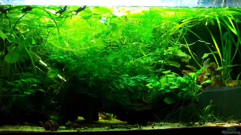 Aquarium Zwergkrallenfrösche &amp; Wirbellose von JR (3)