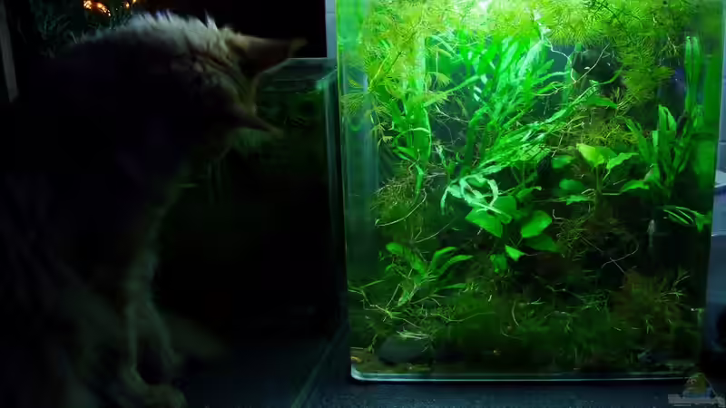 Aquarium Zwergkrallenfroschpfütze von Denise83 (6)