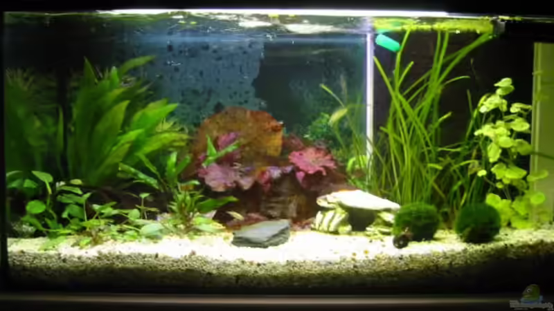 Aquarium Zwergkugelfisch-Artbecken von Christina Studt (5)