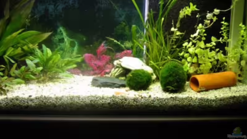 Aquarium Zwergkugelfisch-Artbecken von Christina Studt (6)