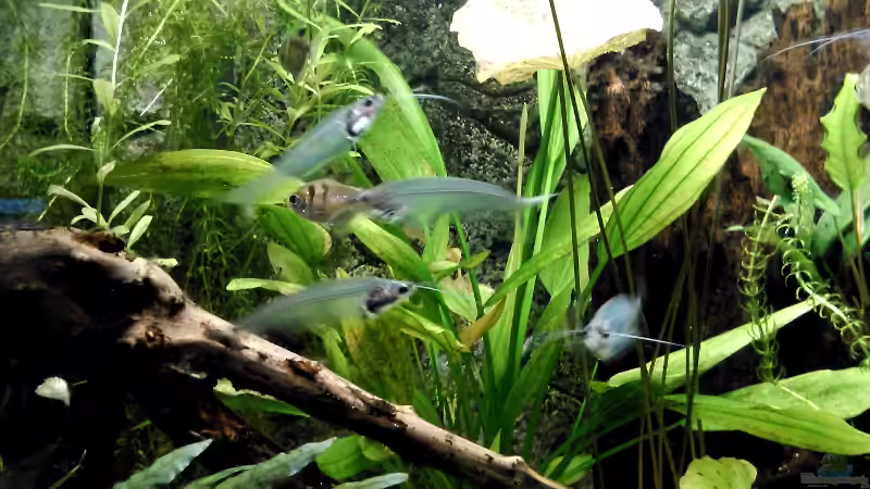 Aquarium Zwohundertsechzehn von Emmemm (2)