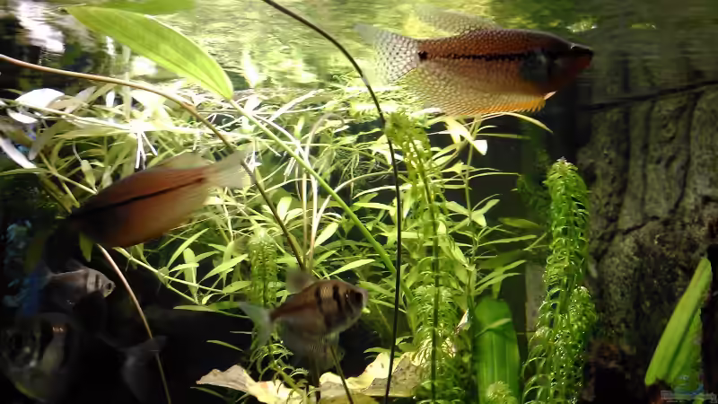 Aquarium Zwohundertsechzehn von Emmemm (3)