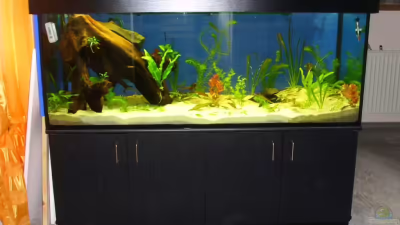 Aquariumkauf September 2007 von Maggus (3)