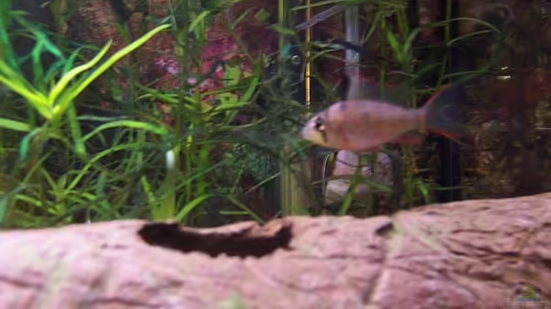 Aquariumkies 2-3mm Körnung,Wurzel und Lochstein von Peter Michaelis (3) (5)