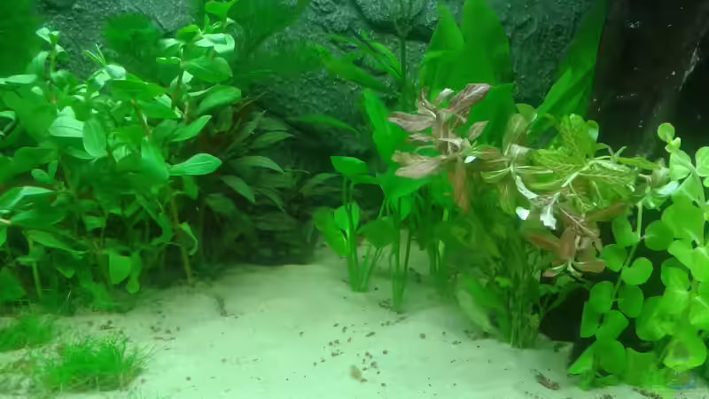 Aquariummitte, 26. Februar von Deoroller (34)