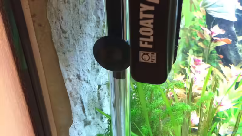 Aquariumpflege: So reinigst du die Aquariumscheiben effektiv