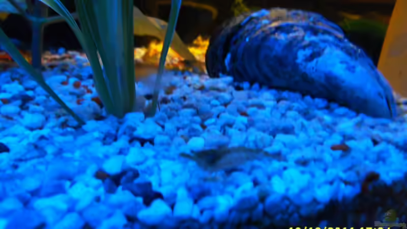 Aquariumtisch mit LED farbwechsel von Ulrich Sauerhering (52)