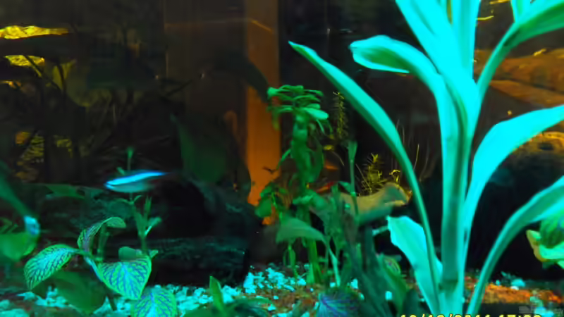 Aquariumtisch von Ulrich Sauerhering (51)