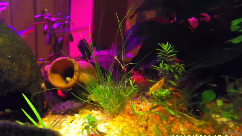 Aquariumtisch von Ulrich Sauerhering (53)