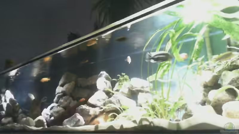 Aquariumwebcam von Raid_0 (19)