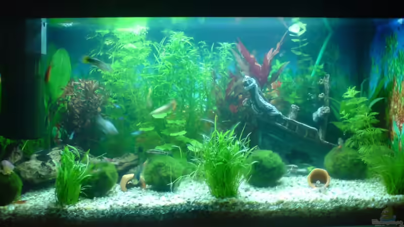 Aquariumzustand 1.12.2007 von Marko Petrovic (1)