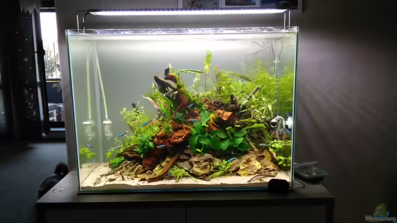 Aquascape Jungle Time by Shiro13 von Shiro13 (1)
