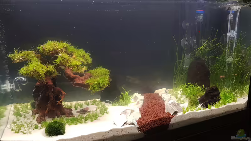 Aquascape-Projekt von Dancinlutin (1)