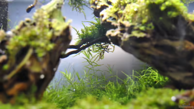 Aquascape1 von Helle (1)