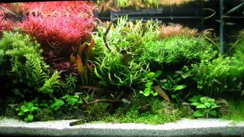Aquascaping: Das Zubehör brauchst du 