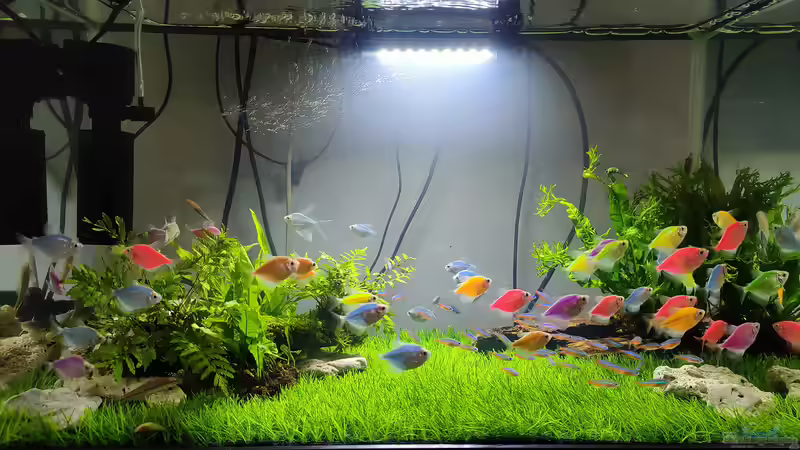 Aquascaping: Das Zubehör brauchst du 