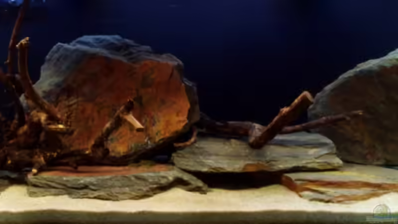 Aquascaping für L-Welse von lwelsoase (1)