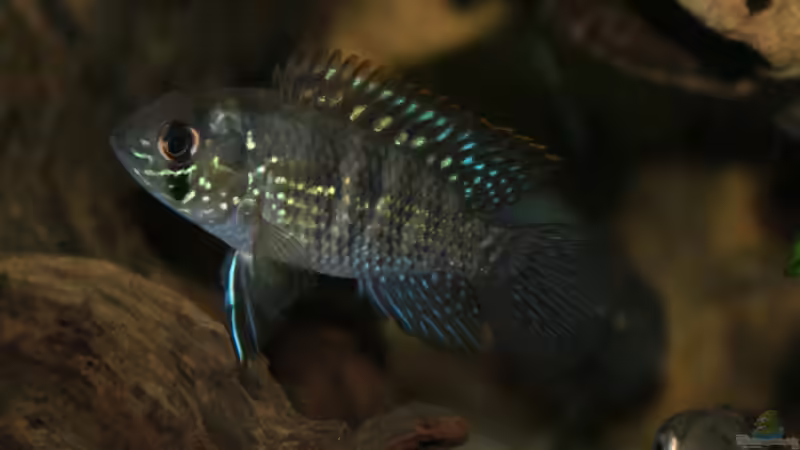 Aquidens pulcher von Bastian & Sandra (13)