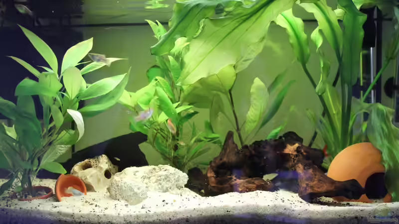 Aquraium ohne Glasdeko von Strandberd (4)