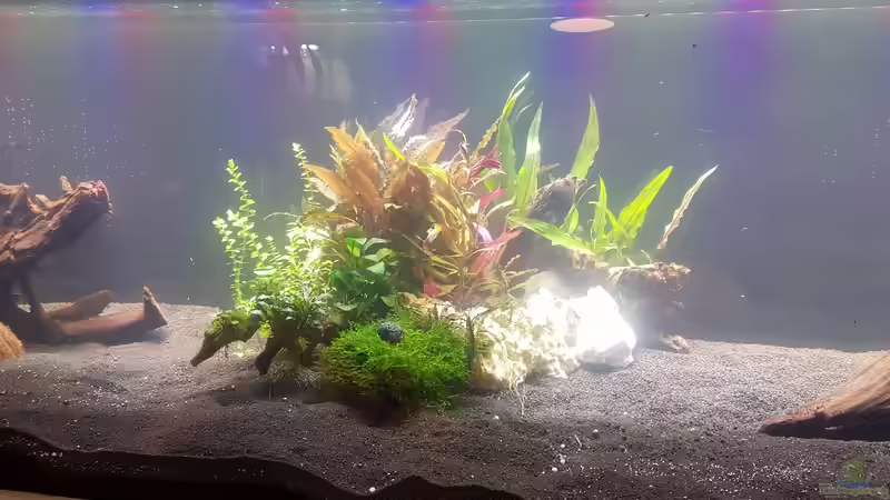 Aqurienmitte gestaltet mit Lochsteinen, Wurzel und Pflanzen von Tabu (16)