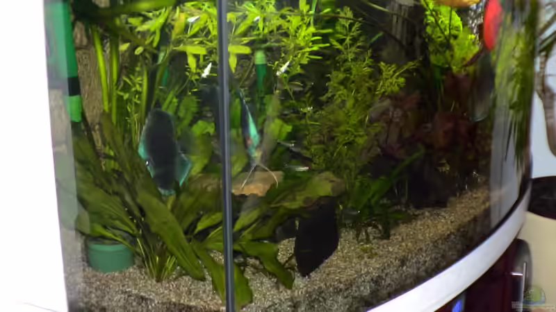 Aqurium Profil von Uwe Raschke (13)