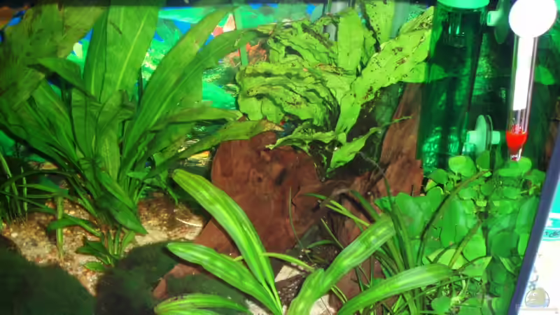 Aqurium rechte Seite 29.11.09 von ~Marco~ (6)