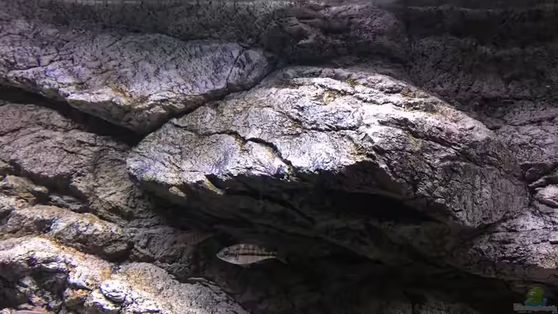 AR stone Alimar Rückwand von Purki (77)