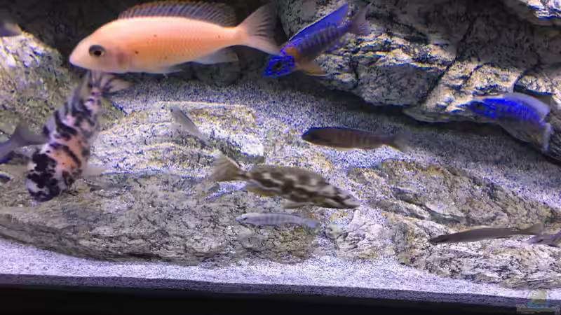 AR stone Modul von Purki (76)