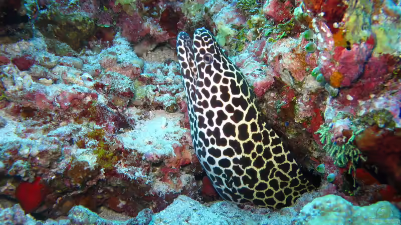 Arabisches Meer - Lebensraum zwischen Wüste, Monsun und Korallenriffen