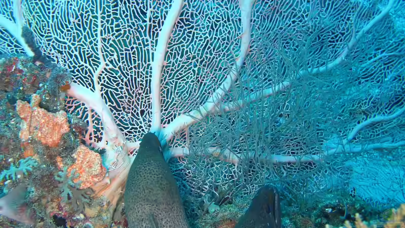 Arabisches Meer - Lebensraum zwischen Wüste, Monsun und Korallenriffen