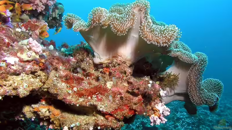 Arabisches Meer - Lebensraum zwischen Wüste, Monsun und Korallenriffen