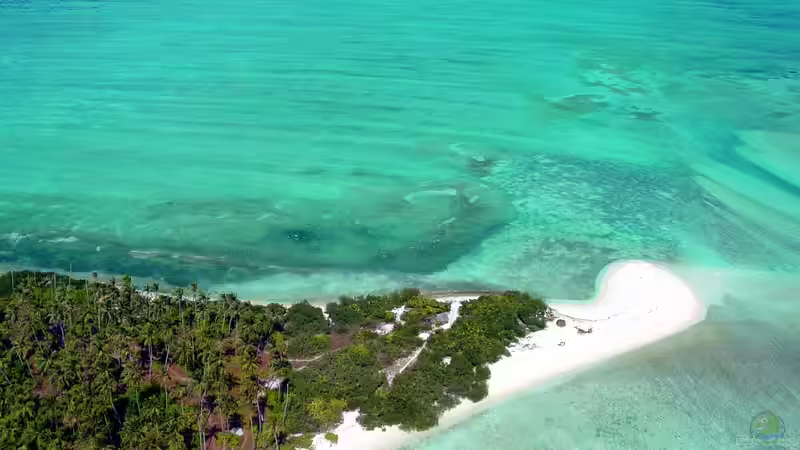 Arabisches Meer - Lebensraum zwischen Wüste, Monsun und Korallenriffen