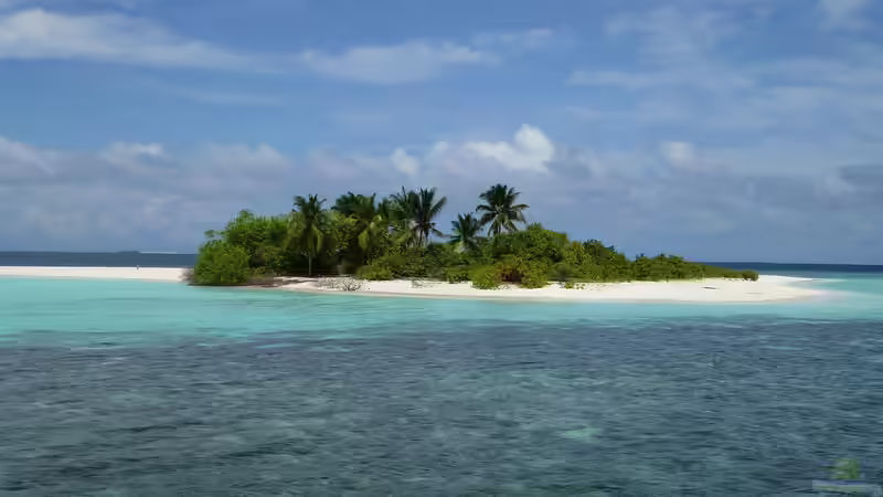 Arabisches Meer - Lebensraum zwischen Wüste, Monsun und Korallenriffen