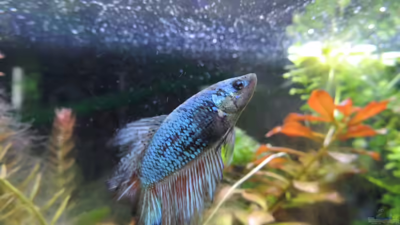 Aranea von OreoEmmy (19)