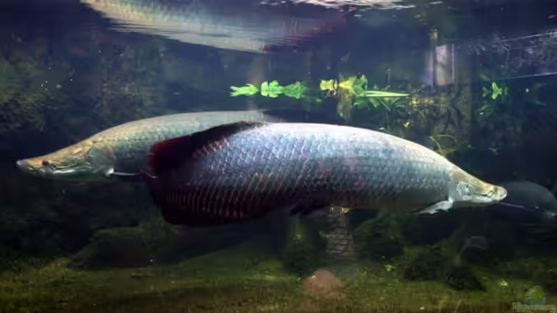 Arapaimas - sie sind riesig! (Aquarium Berlin) von Apistofan (28)