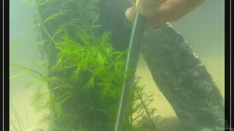 Arbeiten mit der Pflanzpinzette von wolf87 (10)