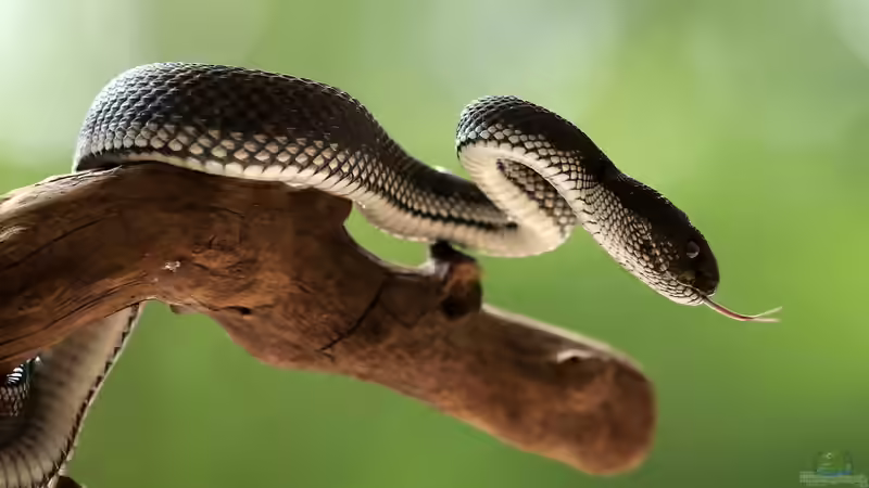 Arboricole Schlangen: Kletternde Spezialisten im Terrarium