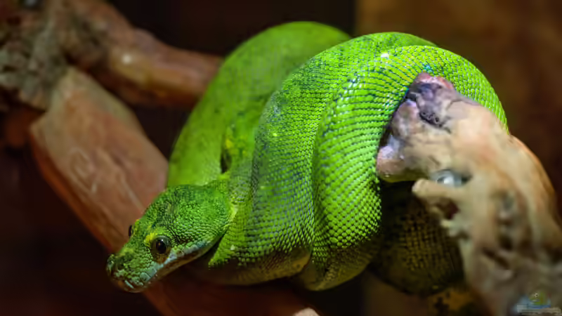Arboricole Schlangen: Kletternde Spezialisten im Terrarium