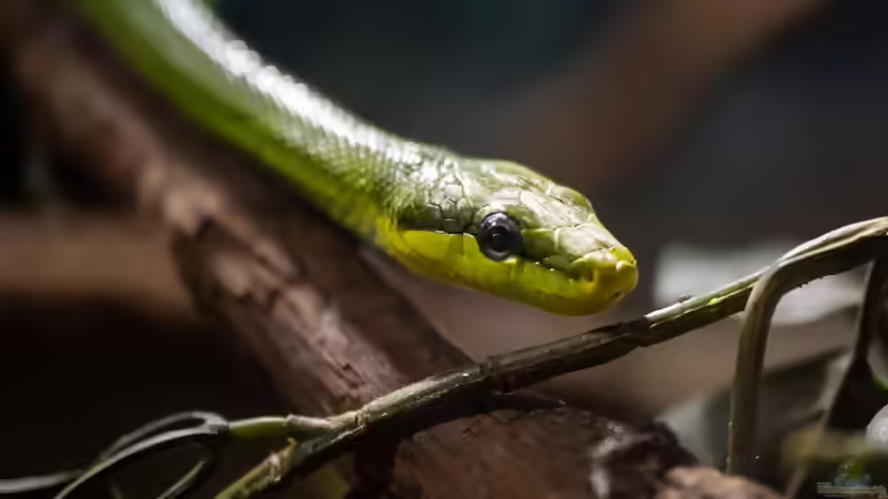 Arboricole Schlangen: Kletternde Spezialisten im Terrarium