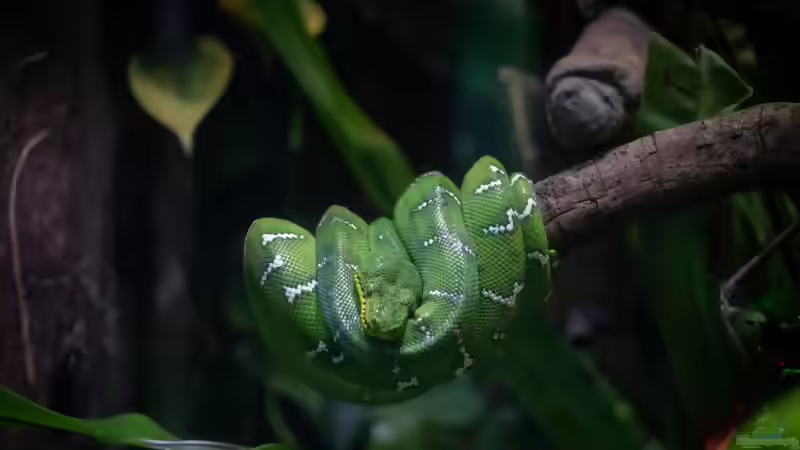 Arboricole Schlangen: Kletternde Spezialisten im Terrarium
