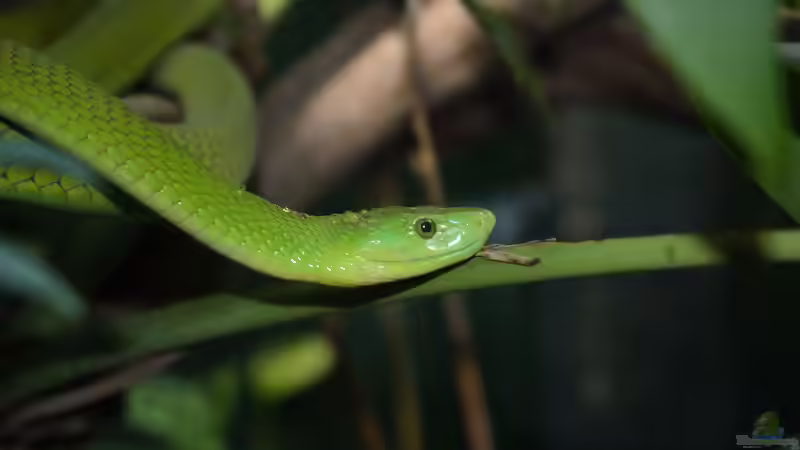 Arboricole Schlangen: Kletternde Spezialisten im Terrarium