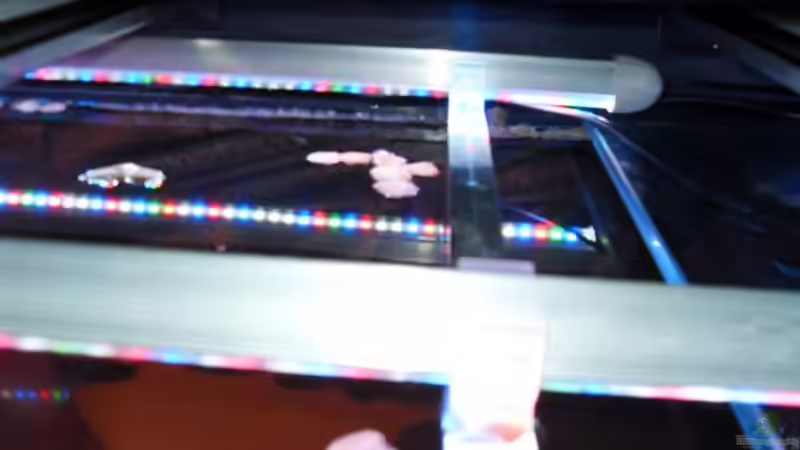 Arcadia LED ECO Tropical und Daylight von Dr. Manhattan (33)