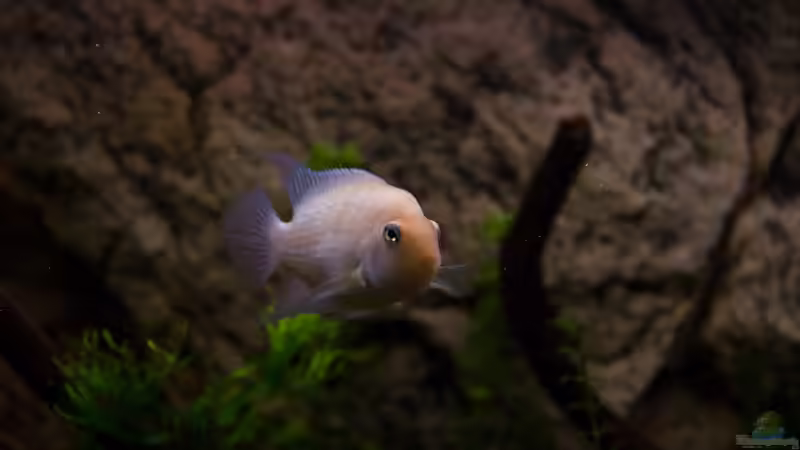 Archocentrus nigrofasciatus von GoreSlayer (102)