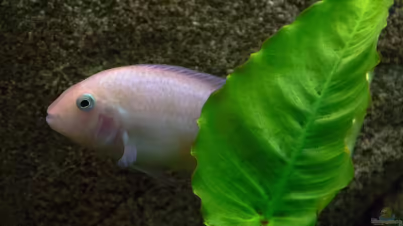 Archocentrus nigrofasciatus von GoreSlayer (103)