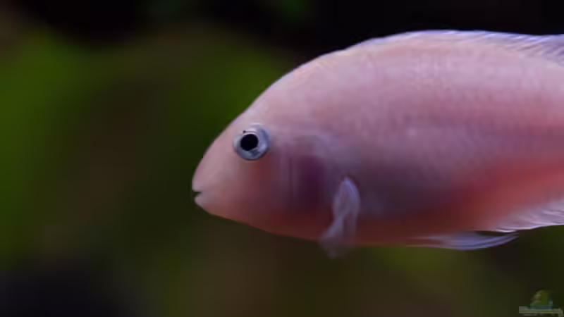 Archocentrus nigrofasciatus von GoreSlayer (104)